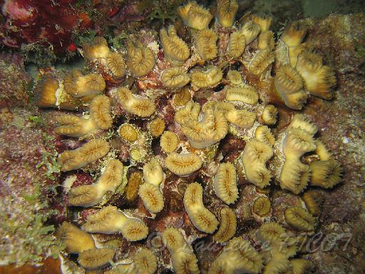 corail fleur Eusmilia fastigiata.JPG
